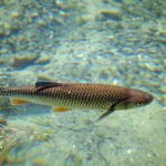 Regione Lombardia stanzia, con un bando,  2,7 milioni di euro a favore delle piccole e medie imprese attive nel settore della trasformazione e commercializzazione dei prodotti della pesca e dell’acquacoltura. Nella foto un pesce in acqua.