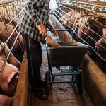 Maiali, sul fronte Peste Suina Africana pronti a chiedere all'Europa l'allentamento delle restrizioni in Lombardia