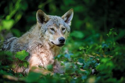 Stanziati 160.000 euro dalla Giunta della Regione Lombardia per prevenzione, monitoraggio della fauna selvatica e tutela dei territori.