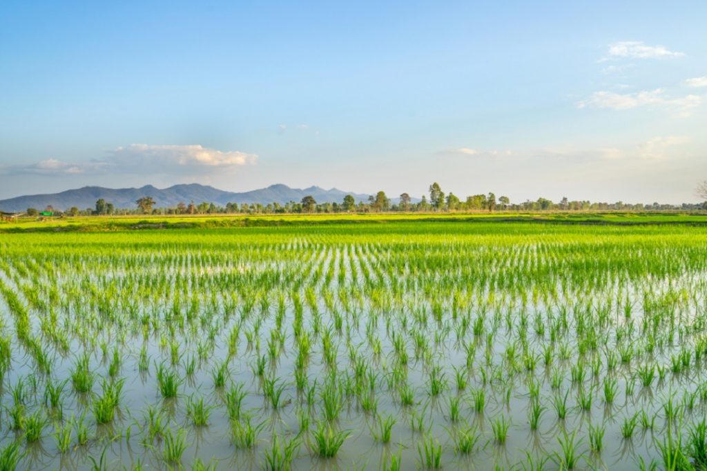 Riso, con le TEA prima sperimentazione e raccolto in Lombardia, nuovo slancio con la risoluzione della Commissione Agricoltura del Senato