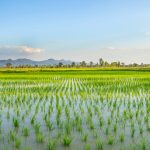 Riso, con le TEA prima sperimentazione e raccolto in Lombardia, nuovo slancio con la risoluzione della Commissione Agricoltura del Senato