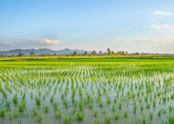 Riso, con le TEA prima sperimentazione e raccolto in Lombardia, nuovo slancio con la risoluzione della Commissione Agricoltura del Senato