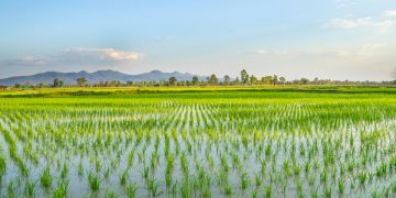 Riso, con le TEA prima sperimentazione e raccolto in Lombardia, nuovo slancio con la risoluzione della Commissione Agricoltura del Senato