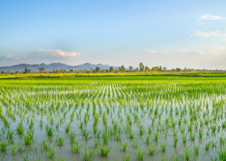 Riso, con le TEA prima sperimentazione e raccolto in Lombardia, nuovo slancio con la risoluzione della Commissione Agricoltura del Senato