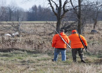 Dal Consiglio di Stato sentenza che sospende le norme della Regione Lombardia sul prelievo in deroga nella caccia a Stormo e Fringuello