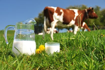 Mucca e latte, la Lombardia si conferma leader nella filiera lattiero-casearia italiana