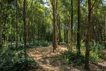 Foresta della Carpaneta, Regione Lombardia approva le atività di manutenzione per 400.000 euro