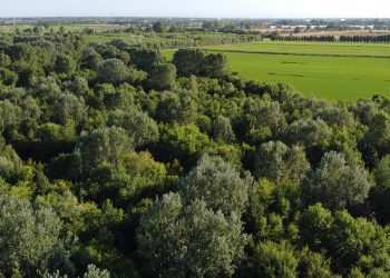 Veduta aerea della foresta della Carpaneta per cui Regione Lombardia ha approvato le attività di manutenzione