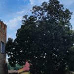 'Gli alberi monumentali della Lombardia, un patrimonio da tutelare': convegno a Palazzo Brera di Milano con l'assessore al Territorio e Sistemi verdi di Regione Lombardia Gianluca Comazzi.