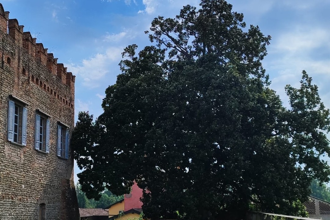 'Gli alberi monumentali della Lombardia, un patrimonio da tutelare': convegno a Palazzo Brera di Milano con l'assessore al Territorio e Sistemi verdi di Regione Lombardia Gianluca Comazzi.