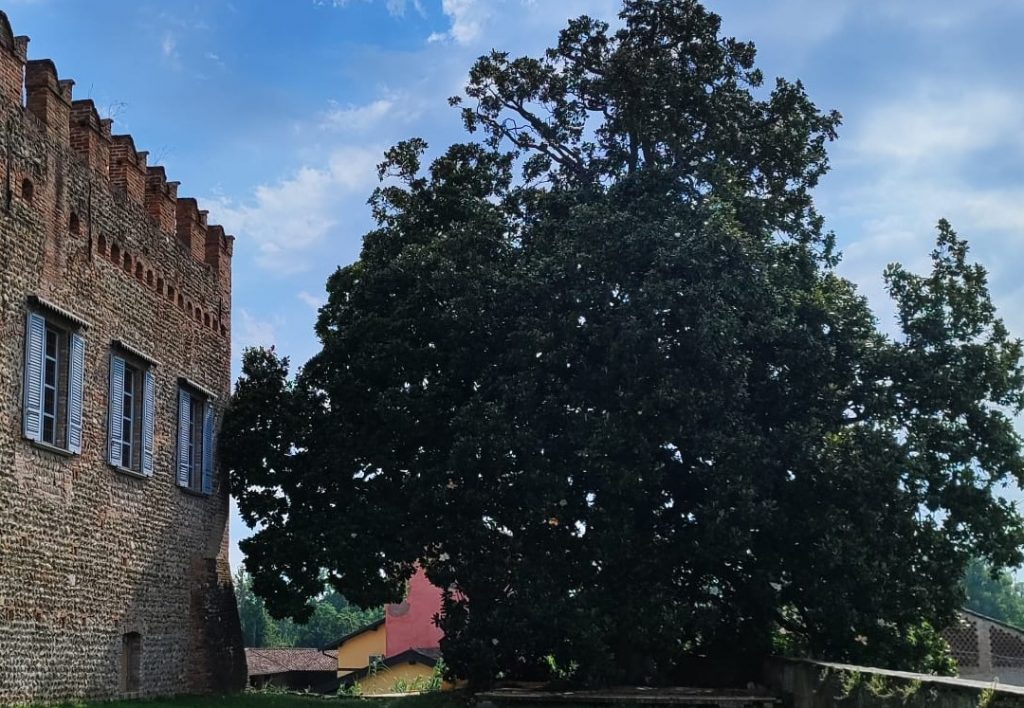 La Lombardia con oltre 470 Alberi monumentali, è la seconda Regione d'Italia per numero di esemplari. La prima è il Friuli Venezia-Giulia. Nella foto la Magnolia di Pumenego in provincia di Bergamo.