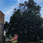 La Lombardia con oltre 470 Alberi monumentali, è la seconda Regione d'Italia per numero di esemplari. La prima è il Friuli Venezia-Giulia. Nella foto la Magnolia di Pumenego in provincia di Bergamo.