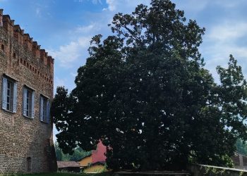 La Lombardia con oltre 470 Alberi monumentali, è la seconda Regione d'Italia per numero di esemplari. La prima è il Friuli Venezia-Giulia. Nella foto la Magnolia di Pumenego in provincia di Bergamo.