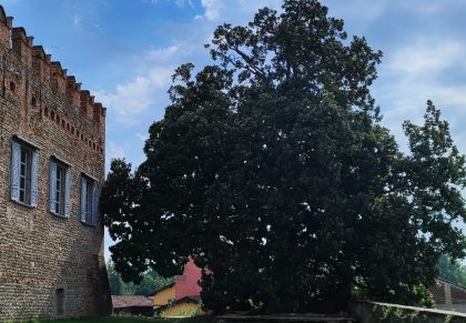 La Lombardia con oltre 470 Alberi monumentali, è la seconda Regione d'Italia per numero di esemplari. La prima è il Friuli Venezia-Giulia. Nella foto la Magnolia di Pumenego in provincia di Bergamo.