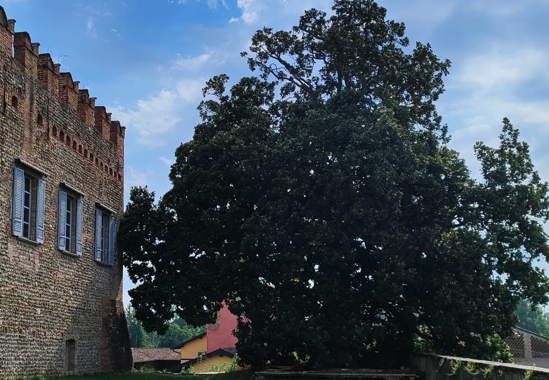 La Lombardia con oltre 470 Alberi monumentali, è la seconda Regione d'Italia per numero di esemplari. La prima è il Friuli Venezia-Giulia. Nella foto la Magnolia di Pumenego in provincia di Bergamo.