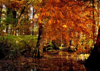 'Parchi lombardi per tutti' è il nuovo ebook gratuito e costantemente aggiornato, dedicato all’accessibilità delle aree protette regionali.
