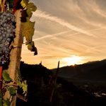 Vite, una delle colture dell'agricoltura di montagna della Lombardia cui vanno i fondi della misura SRB01