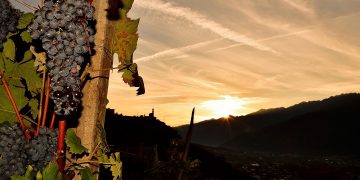 Vite, una delle colture dell'agricoltura di montagna della Lombardia cui vanno i fondi della misura SRB01