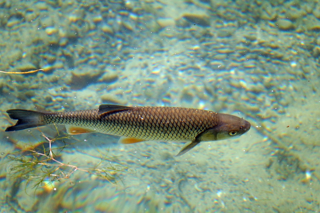 Esemplare di coregone del Lago di Garda interessato dall'accordo per lo studio sulla pesca di Regioni Lombardia e Veneto, Provincia Autonoma di Trento e Università dell'Insubria