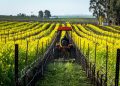 Cover crops, tra le realtà finanziate da Regione Lombardia con il bando di successo 'SRA 2025'