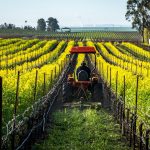 Cover crops, tra le realtà finanziate da Regione Lombardia con il bando di successo 'SRA 2025'