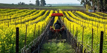 Cover crops, tra le realtà finanziate da Regione Lombardia con il bando di successo 'SRA 2025'