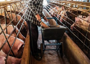 Cremona è ora provincia totalmente libera dalle restrizioni delle zone di contenimento per la Peste Suina Africana