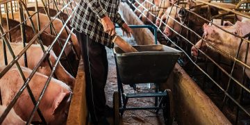 Cremona è ora provincia totalmente libera dalle restrizioni delle zone di contenimento per la Peste Suina Africana