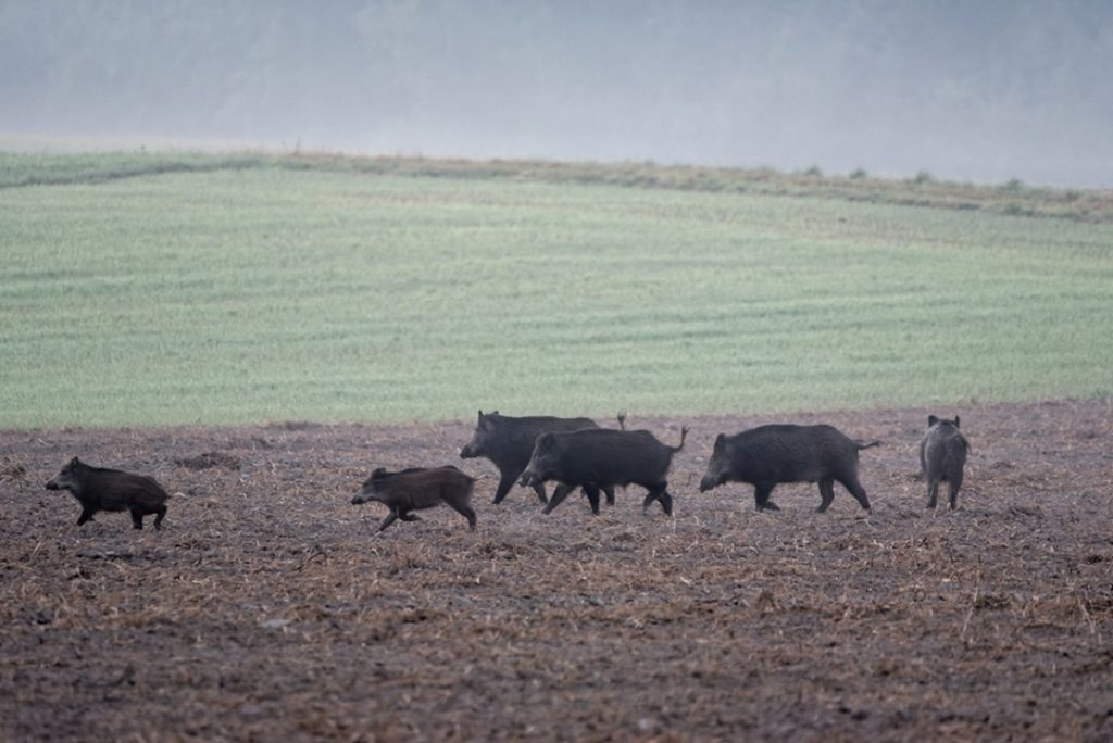 Regione Lombardia delibera l'indennizzo dei danni causati alle aziende dalla fauna selvatica: quasi mille domande presentate e accolte; risarcimento complessivo di 2,4 milioni di euro.