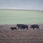 Regione Lombardia delibera l'indennizzo dei danni causati alle aziende dalla fauna selvatica: quasi mille domande presentate e accolte; risarcimento complessivo di 2,4 milioni di euro.