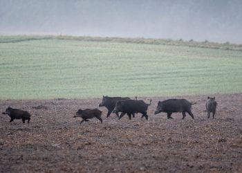 Regione Lombardia delibera l'indennizzo dei danni causati alle aziende dalla fauna selvatica: quasi mille domande presentate e accolte; risarcimento complessivo di 2,4 milioni di euro.