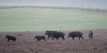 Regione Lombardia delibera l'indennizzo dei danni causati alle aziende dalla fauna selvatica: quasi mille domande presentate e accolte; risarcimento complessivo di 2,4 milioni di euro.