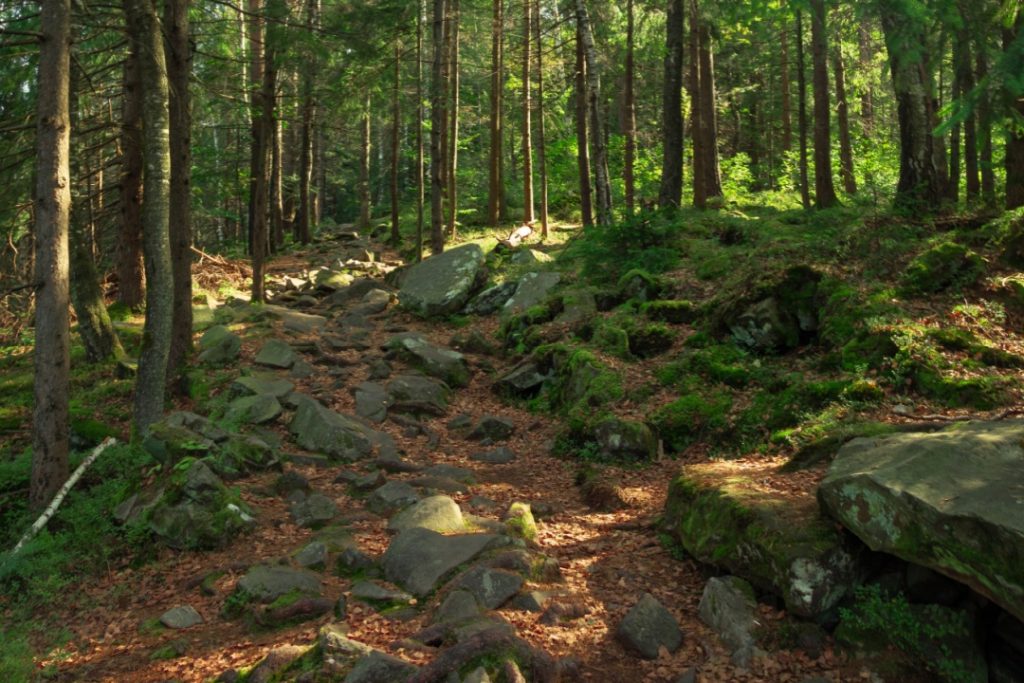 Regione Lombardia stanzia quasi 30 milioni di euro a sostegno della tutela, della prevenzione e del ripristino delle foreste (in foto)