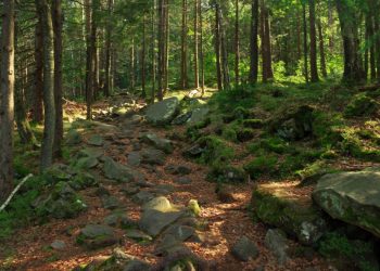 Regione Lombardia stanzia quasi 30 milioni di euro a sostegno della tutela, della prevenzione e del ripristino delle foreste (in foto)