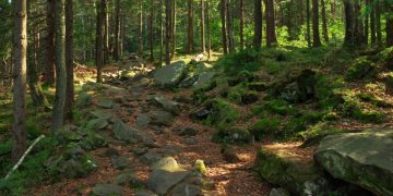 Regione Lombardia stanzia quasi 30 milioni di euro a sostegno della tutela, della prevenzione e del ripristino delle foreste (in foto)