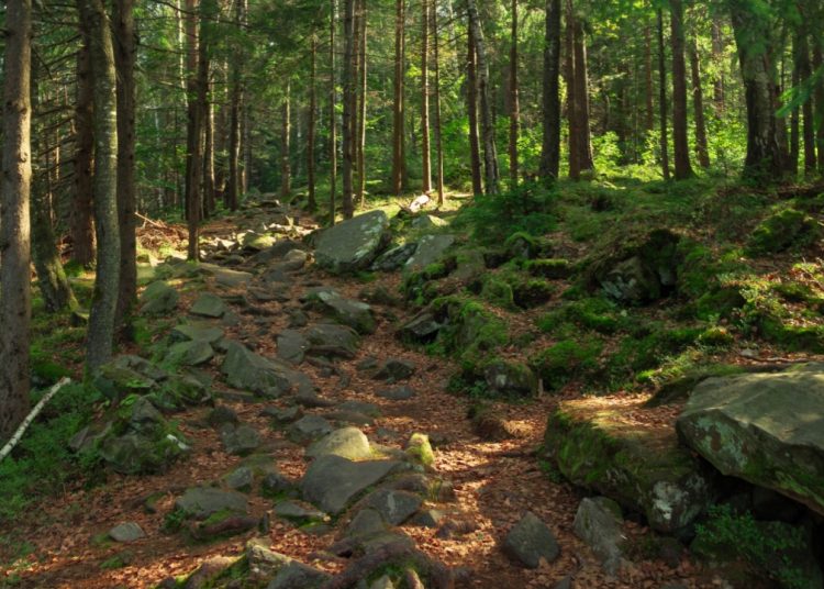 Regione Lombardia stanzia quasi 30 milioni di euro a sostegno della tutela, della prevenzione e del ripristino delle foreste (in foto)