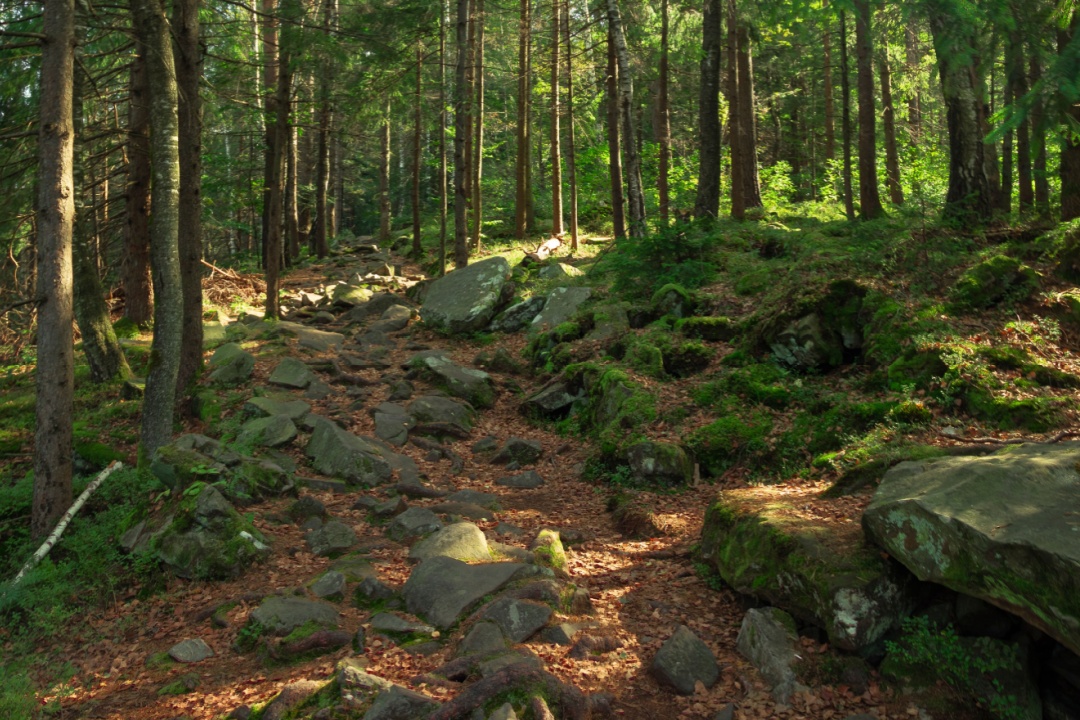 Regione Lombardia stanzia quasi 30 milioni di euro a sostegno della tutela, della prevenzione e del ripristino delle foreste (in foto)