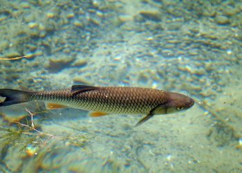 Dal 2026 si torna a pescare il coregone nel lago di Garda