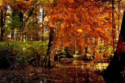 Regione Lombardia stanzia quasi 30 milioni di euro a sostegno della tutela, della prevenzione e del ripristino delle foreste.
