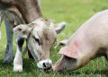 Una mucca e un suino, la Lombardia finanzia 101 progetti, per 70 milioni, su ambiente, benessere animale e zootecnia guardando anche alla ripartenza della suinicoltura provata dalla PSA