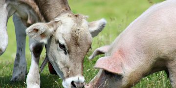Una mucca e un suino, la Lombardia finanzia 101 progetti, per 70 milioni, su ambiente, benessere animale e zootecnia guardando anche alla ripartenza della suinicoltura provata dalla PSA