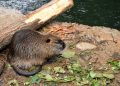 Nutria, la Lombardia conferma il suo impegno al contrasto della sua diffusione con nuovi fondi agli enti locali di Brescia, Mantova e Pavia