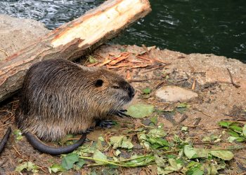 Nutria, la Lombardia conferma il suo impegno al contrasto della sua diffusione con nuovi fondi agli enti locali di Brescia, Mantova e Pavia