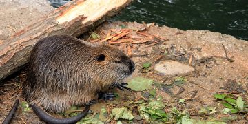 Nutria, la Lombardia conferma il suo impegno al contrasto della sua diffusione con nuovi fondi agli enti locali di Brescia, Mantova e Pavia