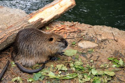 Nutria, la Lombardia conferma il suo impegno al contrasto della sua diffusione con nuovi fondi agli enti locali di Brescia, Mantova e Pavia