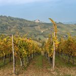 Vigneto del Pavese, a Palazzo Lombardia vertice sul futuro della cantina cooperativa Terre d'Oltrepò