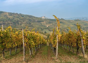 Vigneto del Pavese, a Palazzo Lombardia vertice sul futuro della cantina cooperativa Terre d'Oltrepò