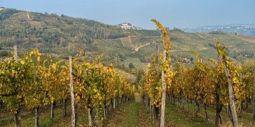 Vigneto del Pavese, a Palazzo Lombardia vertice sul futuro della cantina cooperativa Terre d'Oltrepò