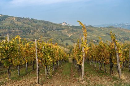 Vigneto del Pavese, a Palazzo Lombardia vertice sul futuro della cantina cooperativa Terre d'Oltrepò