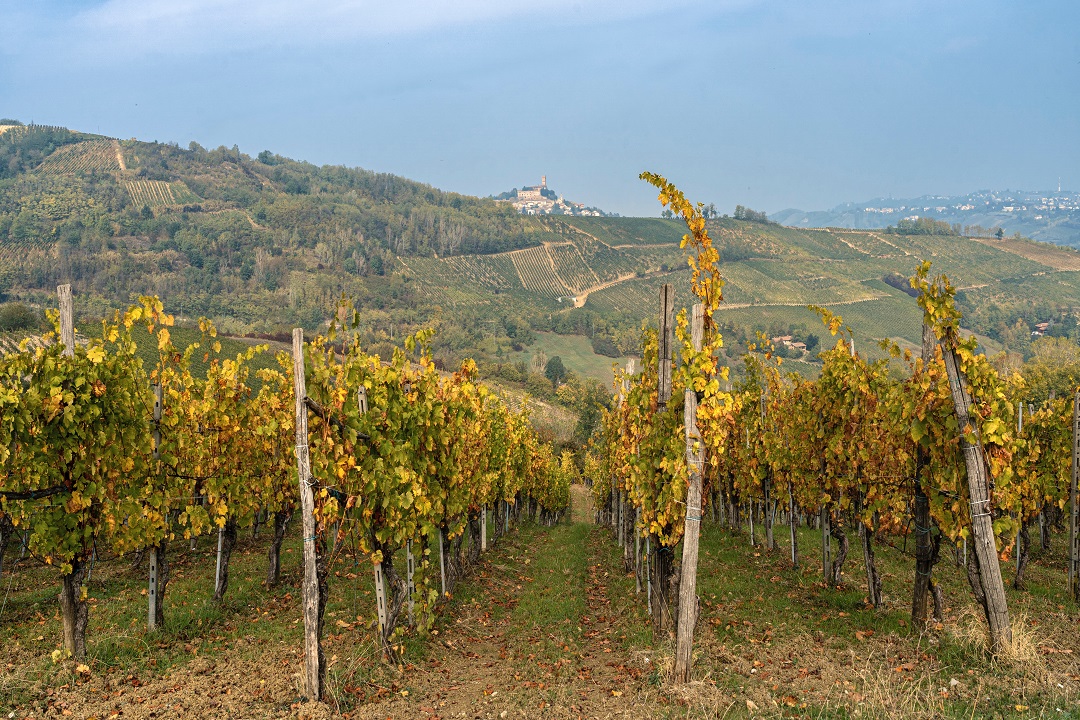 Vigneto del Pavese, a Palazzo Lombardia vertice sul futuro della cantina cooperativa Terre d'Oltrepò